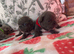 French bulldog Puppys