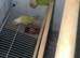 Pair of conures