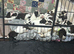 9 beautiful puppies
