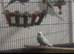Pair of Young Beautiful Budgies £75