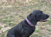 6 year old black lab female