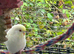 Young budgies