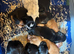 Working cocker spaniels