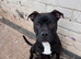 White and brindle staffy