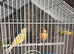 Canary's