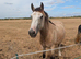 Stunning 2 year old filly