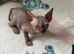 Sphinx kittens available