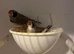 Black cheek zebra finches