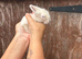 Lionlop babies