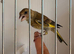 x2 hand tamed greenfinches