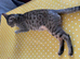 Bengal cat (female)