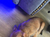 Jack Russell x Yorkshire terrier pups