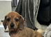 Miniature Dachshund Puppies 1 little girl left