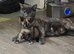 Beautiful approx 4 yr old female cat not spade