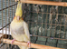 Budgies