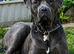 Beautiful Female Cane Corso x