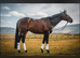 Shire cross thoroughbred