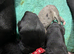 Black Girl Daniff Puppies. Great Dane x Mastiff