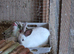 Bunnies 2 males and 1 female, 14 weeks old