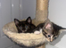 4 female kittens