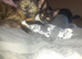 3 beautiful kittens