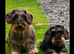 2 Dachshunds Free to good Home -Wirehaired Standard + Kaninchen Wirehaired Dachshunds