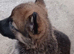 German shepherd x Belgian malinois puppy.