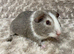 Gorgeous Bonded Baby Guinea pigs. Price is for the pair