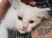 5 generation pedigree Siberian kittens READY