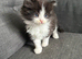 Kitten for sale to a good home