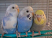 Beautiful tame budgies