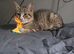 Male tabby
