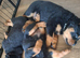 Beautiful pup's for sale