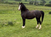 Maesllwych Swyn