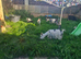 Goats for sale