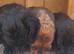 Daschund puppies