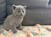 Stunning Black British Shorthair Kittens &ndash; Only 2 Left