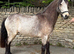 Handsome 14.2h 3 yr old reg Dun Connemara gelding