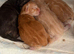 Maine coon cross British longhair