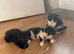 2 girl and 2 boys waiting for loving homes