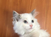 Beautiful ragdoll kittens ready now