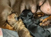 1 female Daxipoo left