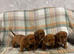 4 beautiful American /dash pups