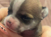 beautiful puppies