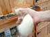 Semi-angora kits