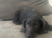 Labradoodle puppies