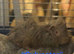 Adorable cute and fluffy baby girl and boy piggies for sale