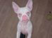Pink french bull dog