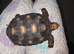 Young Male Redfoot Tortoise
