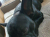 8 year old French bulldog